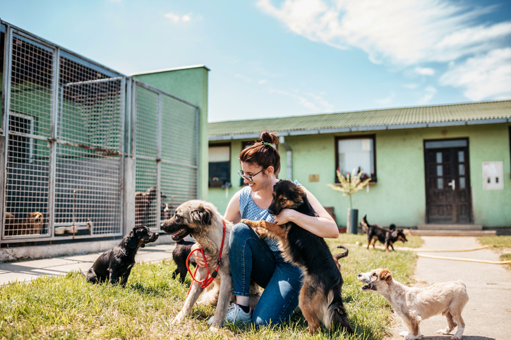 Dog Shelter - Digital Advertising, Beer And Puppies!