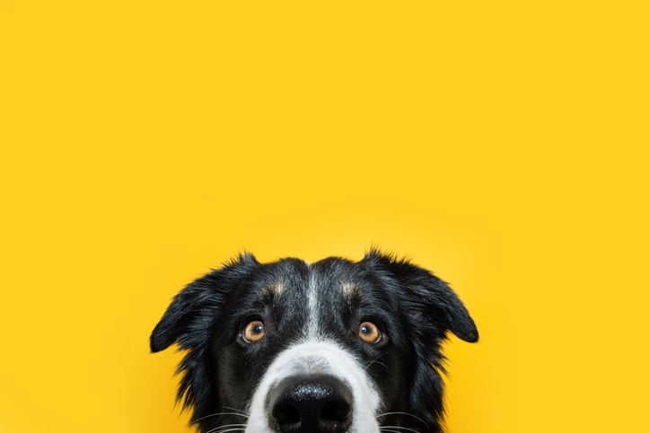 Close Up Hide Border Collie Puppy Dog Looking At Camera - The Art Of Barketing
